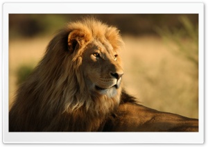 Lion Predator King Ultra HD Wallpaper for 4K UHD Widescreen desktop, tablet & smartphone