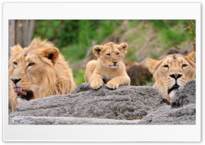 Lions Family Ultra HD Wallpaper for 4K UHD Widescreen desktop, tablet & smartphone