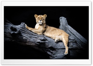 Lions Nowhere Ultra HD Wallpaper for 4K UHD Widescreen desktop, tablet & smartphone