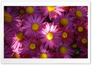 Lit Up Blooms Ultra HD Wallpaper for 4K UHD Widescreen desktop, tablet & smartphone