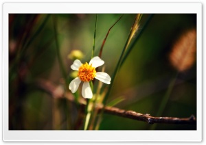Little Flower With Five Petals Ultra HD Wallpaper for 4K UHD Widescreen desktop, tablet & smartphone