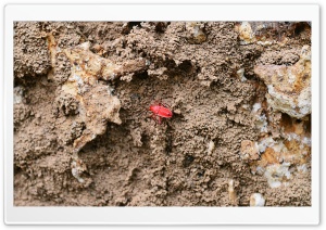 Little Insect Ultra HD Wallpaper for 4K UHD Widescreen desktop, tablet & smartphone