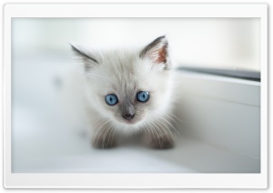 Little Kitten Ultra HD Wallpaper for 4K UHD Widescreen desktop, tablet & smartphone
