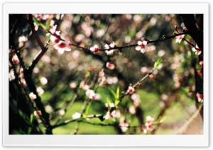 Little OnePeach Blossom Ultra HD Wallpaper for 4K UHD Widescreen desktop, tablet & smartphone