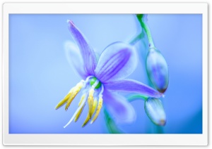 Little Purple Flower Ultra HD Wallpaper for 4K UHD Widescreen desktop, tablet & smartphone