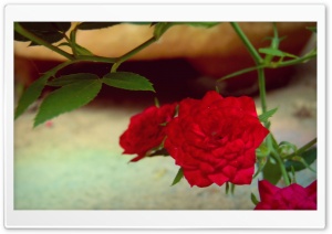 Little Red Ultra HD Wallpaper for 4K UHD Widescreen desktop, tablet & smartphone