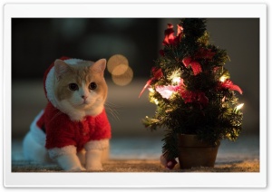 Little Santa Claus Ultra HD Wallpaper for 4K UHD Widescreen desktop, tablet & smartphone