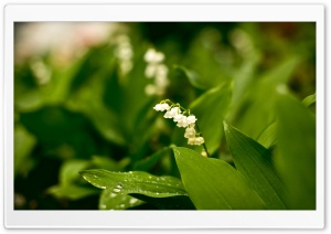 Little White Flowers In Grass Ultra HD Wallpaper for 4K UHD Widescreen desktop, tablet & smartphone