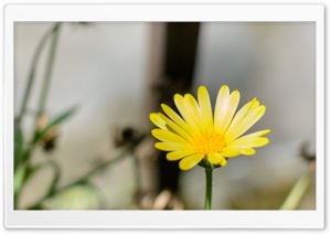 Little Yellow Ultra HD Wallpaper for 4K UHD Widescreen desktop, tablet & smartphone