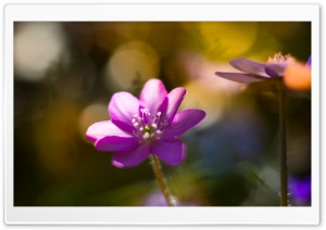 Liverleaf Flower in the Spring Ultra HD Wallpaper for 4K UHD Widescreen desktop, tablet & smartphone