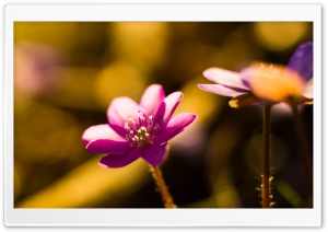 Liverleaf Flower Macro Sunset Sunlight Ultra HD Wallpaper for 4K UHD Widescreen desktop, tablet & smartphone