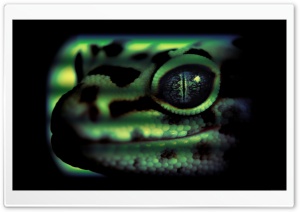 Lizard Ultra HD Wallpaper for 4K UHD Widescreen desktop, tablet & smartphone