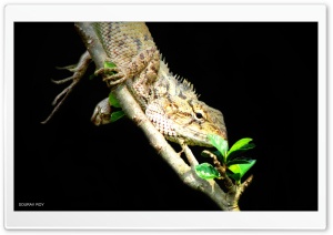 lizard Ultra HD Wallpaper for 4K UHD Widescreen desktop, tablet & smartphone