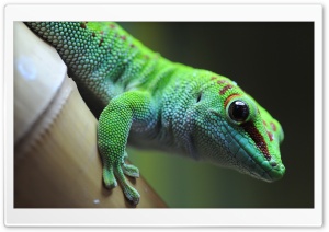 Lizard On Bamboo Ultra HD Wallpaper for 4K UHD Widescreen desktop, tablet & smartphone