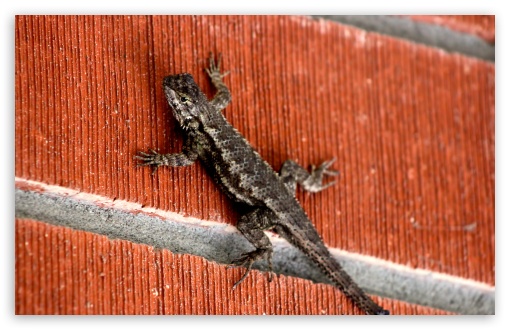 lizard_on_brick_wall-t2.jpg