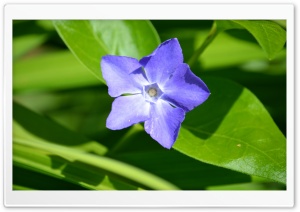 Lone Purple Flower Ultra HD Wallpaper for 4K UHD Widescreen desktop, tablet & smartphone