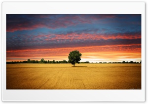Lone Tree Ultra HD Wallpaper for 4K UHD Widescreen desktop, tablet & smartphone