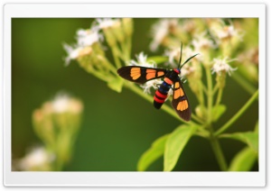 Lonely Ultra HD Wallpaper for 4K UHD Widescreen desktop, tablet & smartphone