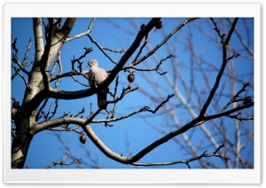 Lonely Pigeon Ultra HD Wallpaper for 4K UHD Widescreen desktop, tablet & smartphone