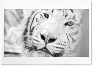 Lonely Tiger Ultra HD Wallpaper for 4K UHD Widescreen desktop, tablet & smartphone
