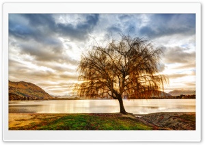 Lonely Tree Ultra HD Wallpaper for 4K UHD Widescreen desktop, tablet & smartphone