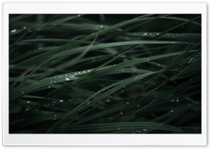 Long Green Grass Ultra HD Wallpaper for 4K UHD Widescreen desktop, tablet & smartphone