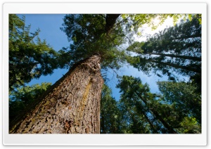 Look Up, UBC Botanical Gardens Ultra HD Wallpaper for 4K UHD Widescreen desktop, tablet & smartphone