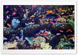 Los Angeles, Shoreline Aquatic Park, Aquarium Of The Pacific Ultra HD Wallpaper for 4K UHD Widescreen desktop, tablet & smartphone