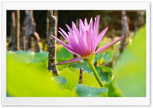 Lotus Ultra HD Wallpaper for 4K UHD Widescreen desktop, tablet & smartphone