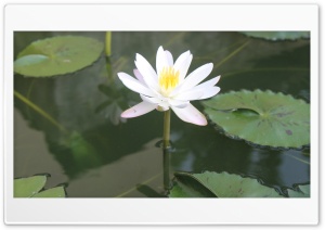 lotus Ultra HD Wallpaper for 4K UHD Widescreen desktop, tablet & smartphone