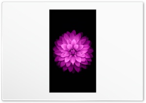 Lotus Black Ultra HD Wallpaper for 4K UHD Widescreen desktop, tablet & smartphone