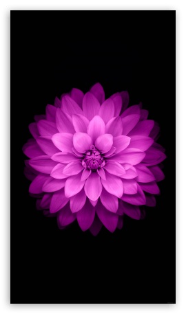 Lotus Black UltraHD Wallpaper for Mobile 16:9 - 2160p 1440p 1080p 900p 720p ;