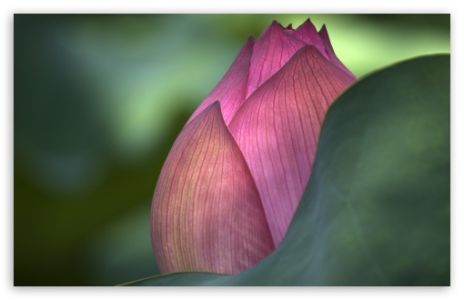 Lotus Flower Ultra HD Desktop Background Wallpaper for 4K UHD TV : Tablet :  Smartphone