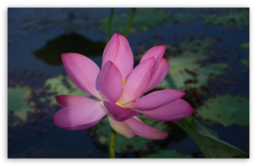 Lotus Flower UltraHD Wallpaper for Wide 16:10 5:3 Widescreen WHXGA WQXGA WUXGA WXGA WGA ; 8K UHD TV 16:9 Ultra High Definition 2160p 1440p 1080p 900p 720p ; UHD 16:9 2160p 1440p 1080p 900p 720p ; Standard 4:3 5:4 3:2 Fullscreen UXGA XGA SVGA QSXGA SXGA DVGA HVGA HQVGA ( Apple PowerBook G4 iPhone 4 3G 3GS iPod Touch ) ; Tablet 1:1 ; iPad 1/2/Mini ; Mobile 4:3 5:3 3:2 16:9 5:4 - UXGA XGA SVGA WGA DVGA HVGA HQVGA ( Apple PowerBook G4 iPhone 4 3G 3GS iPod Touch ) 2160p 1440p 1080p 900p 720p QSXGA SXGA ; Dual 5:4 QSXGA SXGA ;