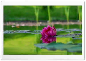 Lotus Flower, Green Lake Ultra HD Wallpaper for 4K UHD Widescreen desktop, tablet & smartphone