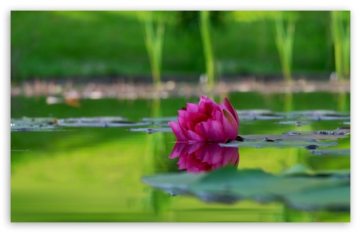 Lotus Flower, Green Lake Ultra HD Desktop Background Wallpaper for & Triple  : Tablet : Smartphone
