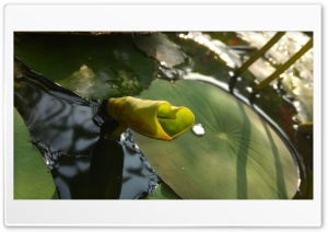 Lotus Leaves Ultra HD Wallpaper for 4K UHD Widescreen desktop, tablet & smartphone