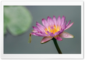Lotus on Lake Ultra HD Wallpaper for 4K UHD Widescreen desktop, tablet & smartphone