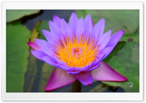 LotusKudag Ultra HD Wallpaper for 4K UHD Widescreen desktop, tablet & smartphone