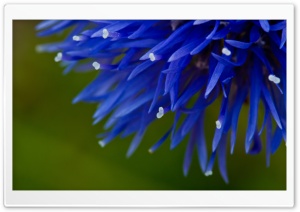 Love Flower Ultra HD Wallpaper for 4K UHD Widescreen desktop, tablet & smartphone
