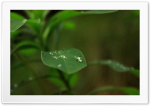 Love forest Ultra HD Wallpaper for 4K UHD Widescreen desktop, tablet & smartphone