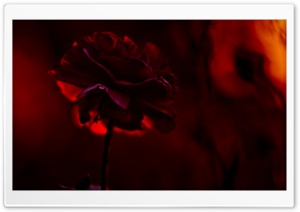 Love is Red Ultra HD Wallpaper for 4K UHD Widescreen desktop, tablet & smartphone