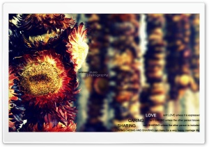 love marriage Ultra HD Wallpaper for 4K UHD Widescreen desktop, tablet & smartphone