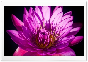 Love Me Hard Ultra HD Wallpaper for 4K UHD Widescreen desktop, tablet & smartphone