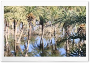 love nature,save tree Ultra HD Wallpaper for 4K UHD Widescreen desktop, tablet & smartphone