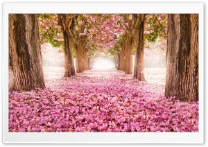 Love Path Ultra HD Wallpaper for 4K UHD Widescreen desktop, tablet & smartphone