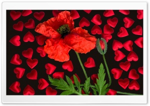 Love Poppy Flower Ultra HD Wallpaper for 4K UHD Widescreen desktop, tablet & smartphone