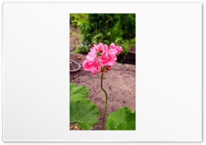 lovely geranium flower Ultra HD Wallpaper for 4K UHD Widescreen desktop, tablet & smartphone