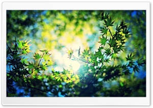 Lovely Leaves Ultra HD Wallpaper for 4K UHD Widescreen desktop, tablet & smartphone