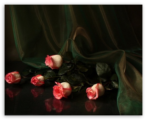 Lovely Roses UltraHD Wallpaper for Standard 5:4 Fullscreen QSXGA SXGA ; Mobile 5:4 - QSXGA SXGA ;